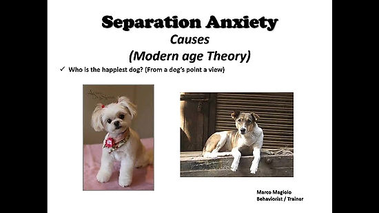 Separation Anxiety (A Behavioral Approach)